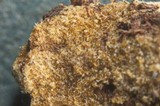 Rhizophagus fasciculatus image
