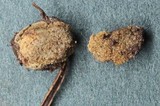 Rhizophagus fasciculatus image