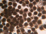 Rhizophagus fasciculatus image
