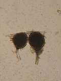 Rhizophagus fasciculatus image