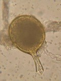 Rhizophagus fasciculatus image
