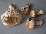 Agaricus subperonatus image