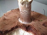 Agaricus subperonatus image