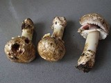 Agaricus subperonatus image