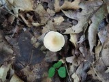 Clitocybe gibba image