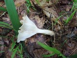 Clitocybe gibba image