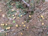Cantharellus enelensis image