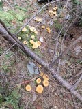 Cantharellus enelensis image