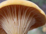 Cantharellus enelensis image