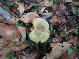 Russula variata image