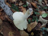 Russula variata image