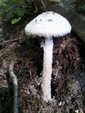 Amanita longipes image