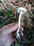 Amanita longipes image