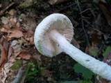 Amanita longipes image