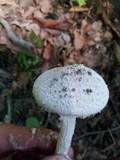 Amanita longipes image