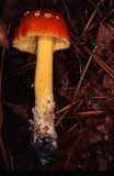 Amanita parcivolvata image