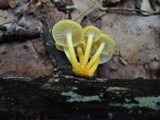 Cyptotrama chrysopepla image