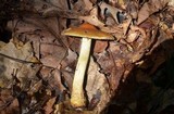 Cortinarius corrugatus image