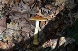 Cortinarius corrugatus image