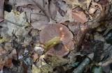 Cortinarius corrugatus image
