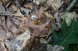 Cortinarius corrugatus image