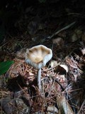 Amanita rhacopus image