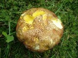 Baorangia bicolor image