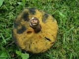Baorangia bicolor image