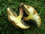 Baorangia bicolor image