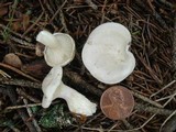 Clitopilus prunulus image
