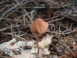 Conocybe tenera image