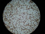 Conocybe tenera image