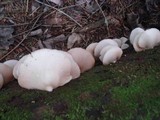 Crepidotus applanatus image