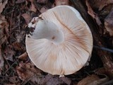 Russula compacta image