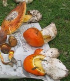 Amanita caesarea image