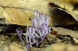 Clavaria zollingeri image
