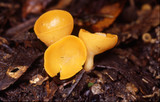 Sowerbyella rhenana image