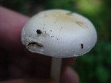 Amanita albocreata image