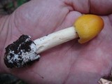 Amanita banningiana image