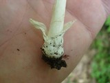 Amanita sect. Vaginatae image