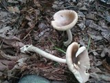 Amanita longicuneus image