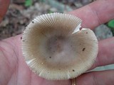 Amanita longicuneus image