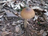 Amanita elongatior image