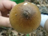 Amanita elongatior image