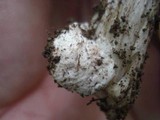 Amanita elongatior image