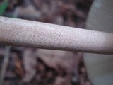 Amanita elongatior image