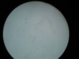 Amanita elongatior image
