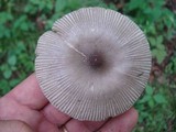 Amanita sect. Vaginatae image