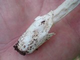 Amanita sect. Vaginatae image