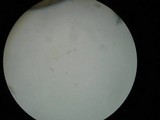 Amanita sect. Vaginatae image